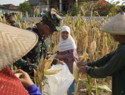 Satgas TMMD ke-129 Kodim 0813 Bojonegoro Bantu Petani Panen Jagung, Wujud Kepedulian kepada Warga
