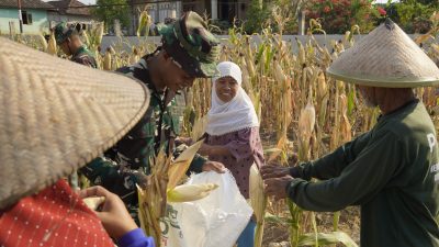 Pada Selasa (21/7/2026), sejumlah personel Satgas TMMD turun langsung ke lahan pertanian milik warga. Bersama para petani, mereka bergotong royong memetik jagung, mengumpulkan hasil panen, hingga mengangkutnya ke tepi jalan untuk memudahkan proses pengangkutan.