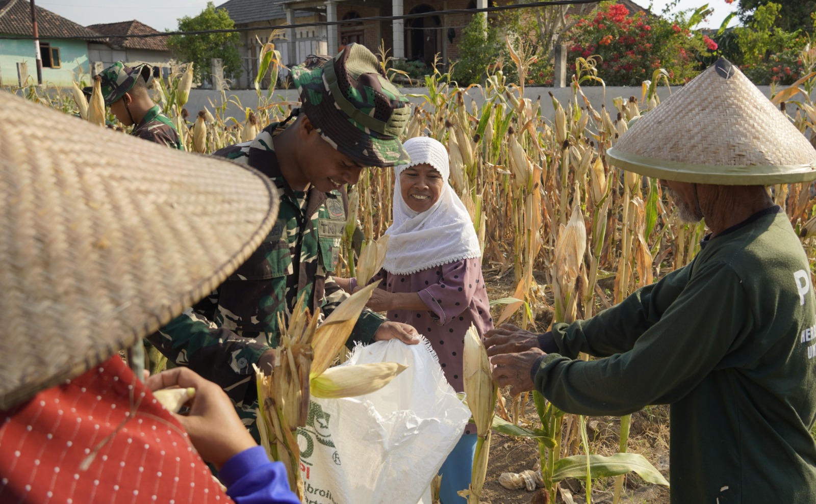 Pada Selasa (21/7/2026), sejumlah personel Satgas TMMD turun langsung ke lahan pertanian milik warga. Bersama para petani, mereka bergotong royong memetik jagung, mengumpulkan hasil panen, hingga mengangkutnya ke tepi jalan untuk memudahkan proses pengangkutan.