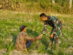 Viral! Jabat Tangan Serda Risky dan Mbah Zaeni di Ladang Tembakau Jadi Simbol Hangatnya TMMD 129 Bojonegoro