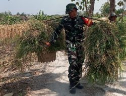TMMD 129 Bojonegoro: Aksi Nyata Satgas Bantu Warga Pikul Rumput, Wujud Kemanunggalan TNI dan Rakyat
