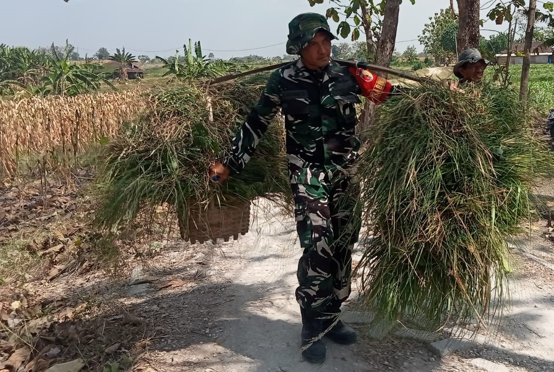 Kegiatan yang berlangsung pada Selasa (21/7/2026) itu menjadi potret sederhana namun penuh makna. Tanpa ragu, personel TNI memanggul ikatan rumput bersama warga dari lahan menuju rumah sebagai bentuk kepedulian terhadap aktivitas sehari-hari masyarakat.