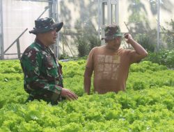 Serda Suyamto Tinjau Budidaya Selada Akuatik “Lungo Tani” Dukung Program Ketahanan Pangan