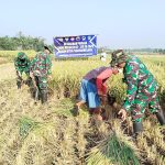 Serka Suwondo membaur bersama petani membantu memanen padi di persawahan Desa Gumelem Kulon, Kecamatan Susukan, Banjarnegara, di sela pelaksanaan TMMD Reguler ke-129 Kodim 0704/Banjarnegara, Sabtu (08/08/2026). Serka Suwondo membaur bersama petani membantu memanen padi di persawahan Desa Gumelem Kulon, Kecamatan Susukan, Banjarnegara, di sela pelaksanaan TMMD Reguler ke-129 Kodim 0704/Banjarnegara, Sabtu (08/08/2026).