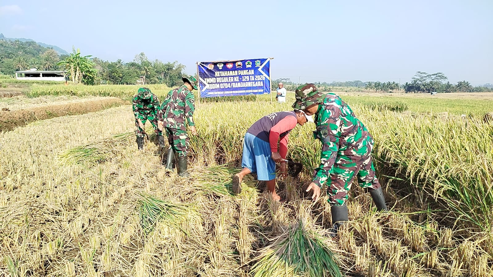 Serka Suwondo membaur bersama petani membantu memanen padi di persawahan Desa Gumelem Kulon, Kecamatan Susukan, Banjarnegara, di sela pelaksanaan TMMD Reguler ke-129 Kodim 0704/Banjarnegara, Sabtu (08/08/2026).