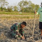 Serda Rizky Fislamy Septianto, Danru 3 SST-2 SSK Satgas TMMD ke-129 Kodim 0813 Bojonegoro, membantu petani menanam tembakau di lahan pertanian warga Desa Kesongo, Kecamatan Kedungadem, Kabupaten Bojonegoro, Minggu (09/08/2026). Foto: Deni Aripandi/Sumber TMMD Bojonegoro.