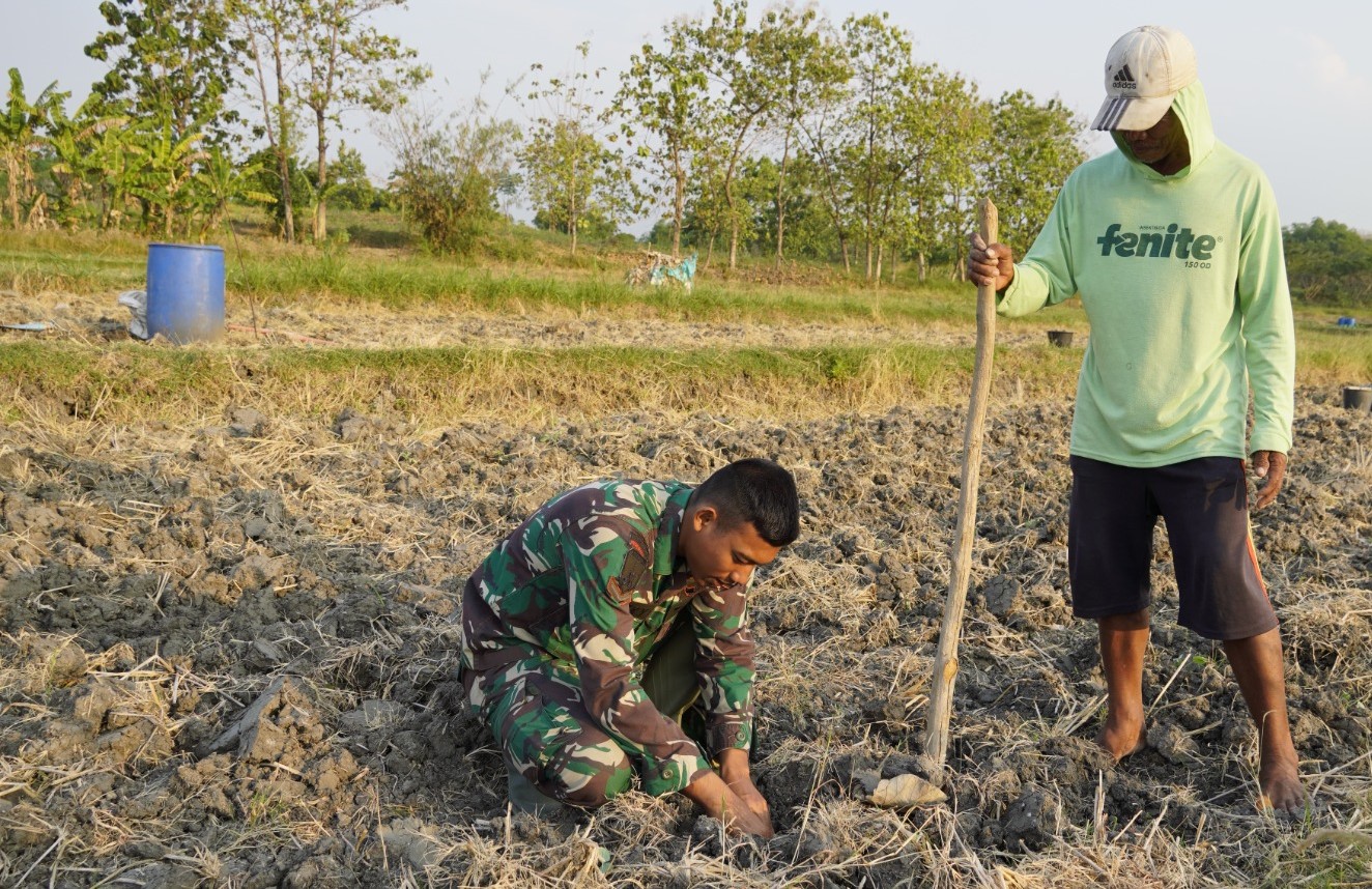 Serda Rizky Fislamy Septianto, Danru 3 SST-2 SSK Satgas TMMD ke-129 Kodim 0813 Bojonegoro, membantu petani menanam tembakau di lahan pertanian warga Desa Kesongo, Kecamatan Kedungadem, Kabupaten Bojonegoro, Minggu (09/08/2026). Foto: Deni Aripandi/Sumber TMMD Bojonegoro.